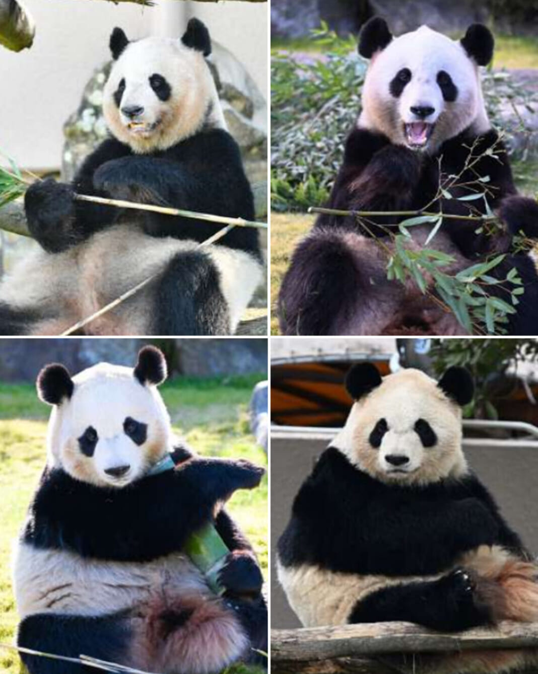 中国に返還されることになったアドベンチャーワールドで飼育されている４頭のジャイアントパンダ。（左上から時計回りに）「良浜（ラウヒン）」、「結浜（ユイヒン）」、「彩浜（サイヒン）」、「楓浜（フウヒン）」（アドベンチャーワールド提供）