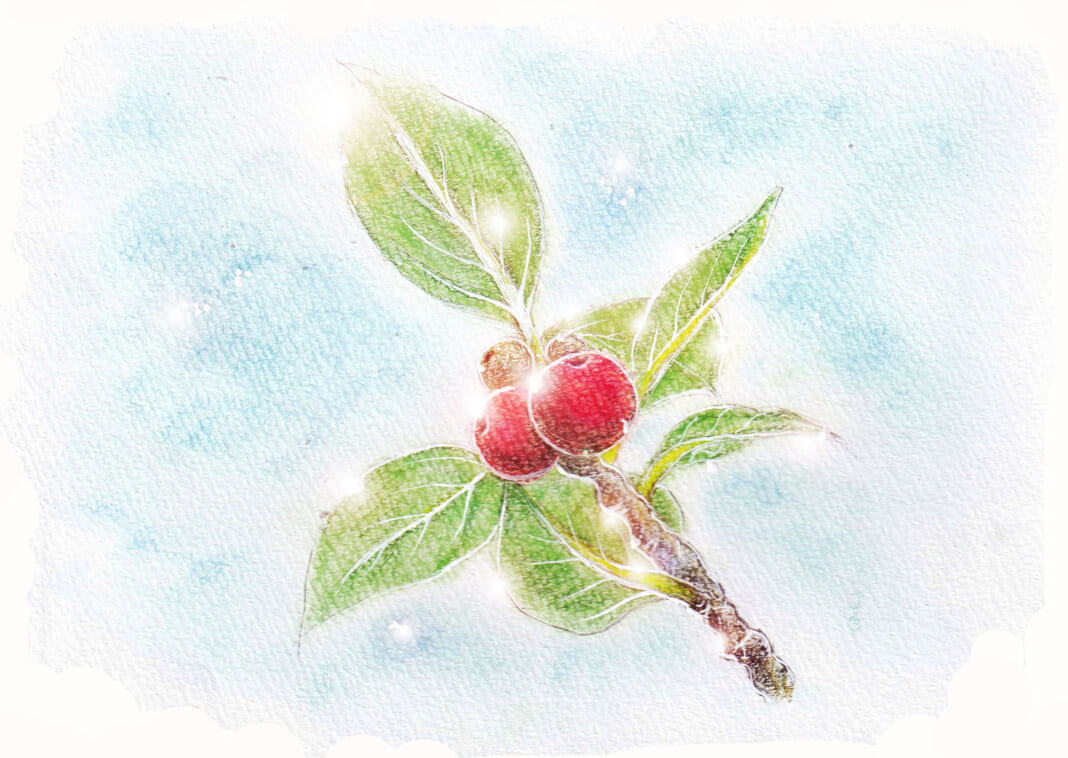 ガジュマルの木の花のイラスト