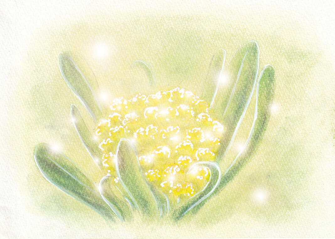 絵・MU「ハハコグサ（母子草）」花言葉：無償の愛、永遠の想い