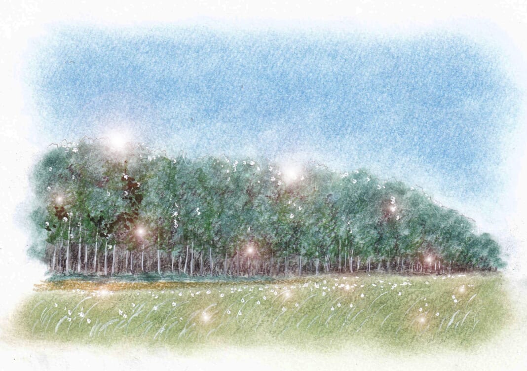 防風林のイラスト