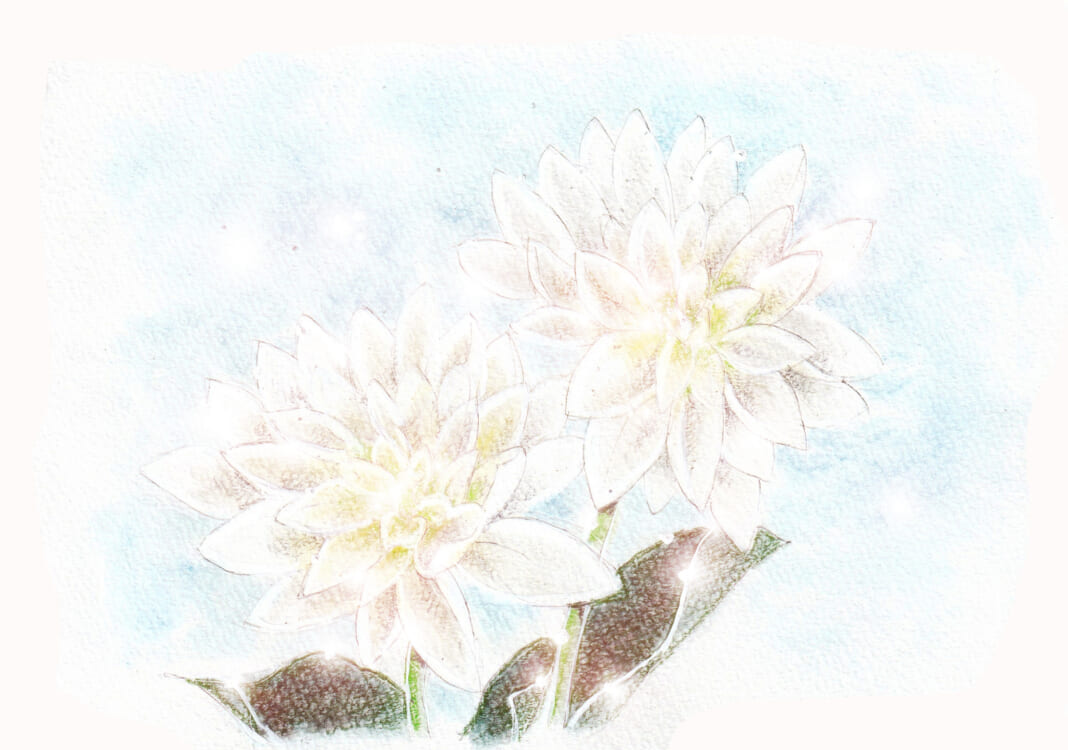 白いダリヤのイラスト