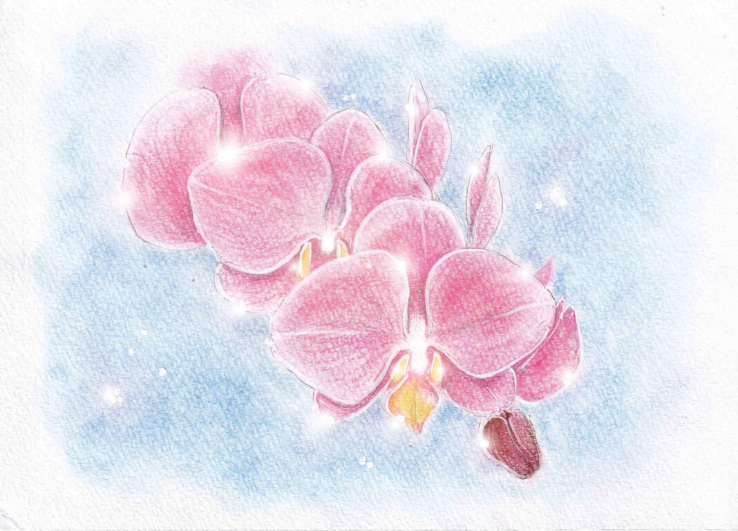 絵・ＭＵ　「胡蝶蘭」花言葉：幸福が飛んでくる