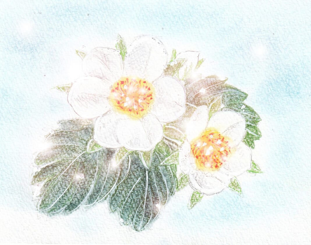 いちごの花のイラスト