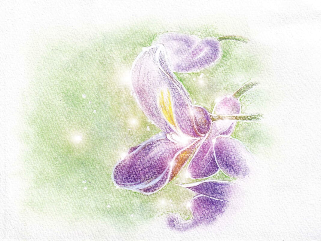 藤の花のイラスト