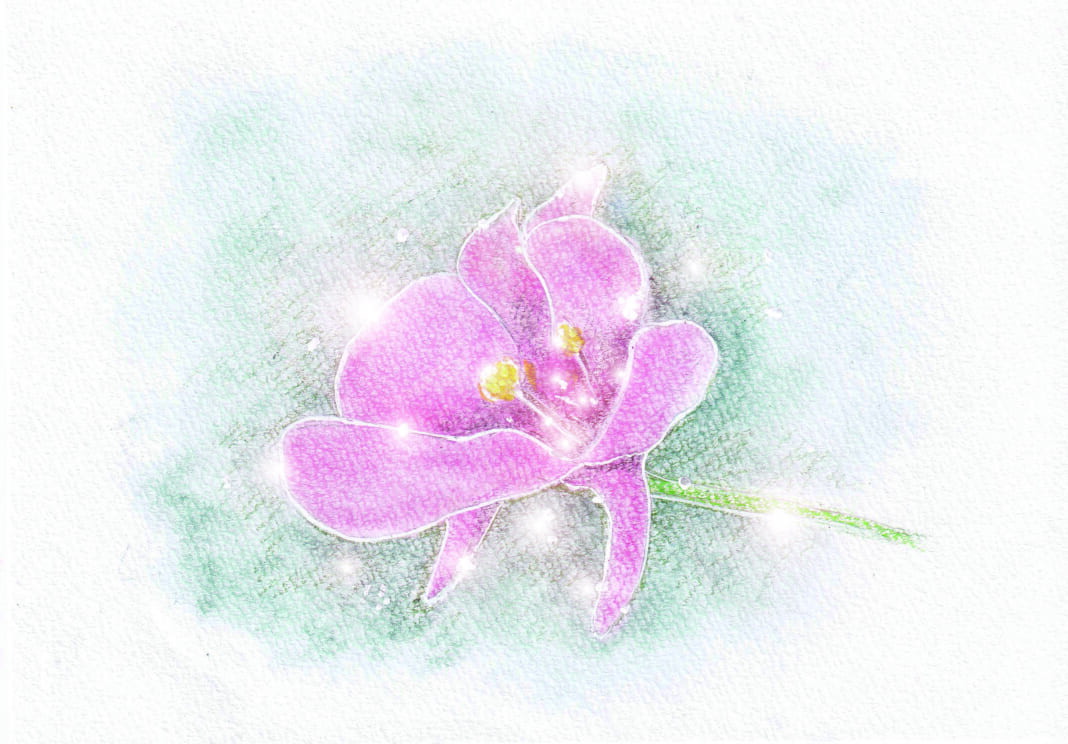 ディアスキアの花のイラスト