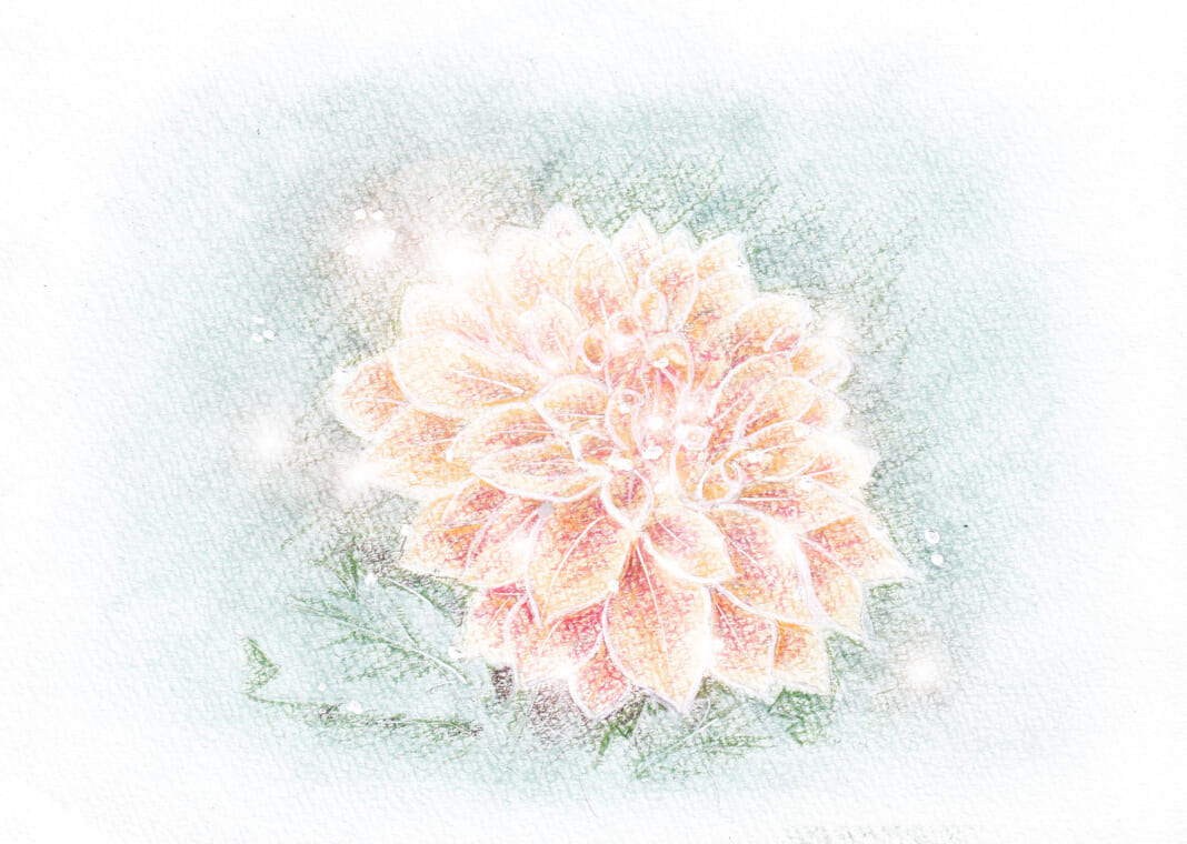 オレンジ色のダリアのイラスト
