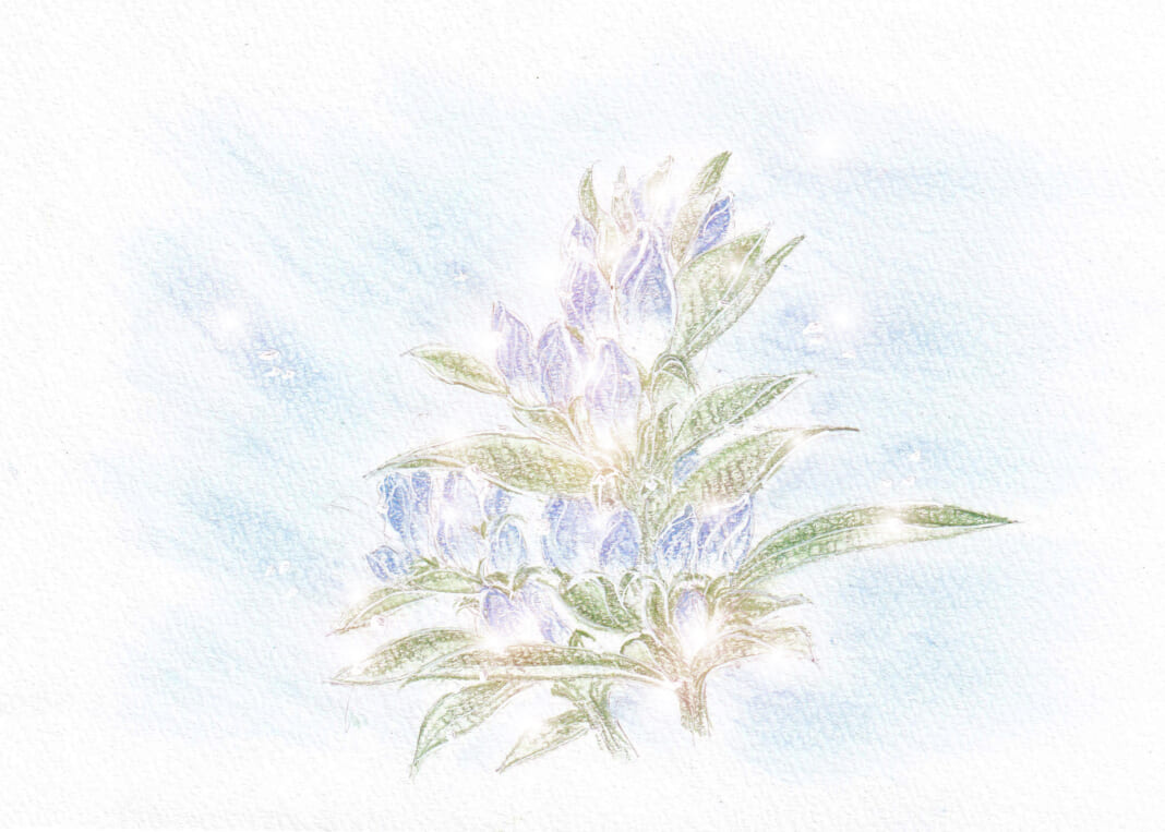 リンドウのイラスト