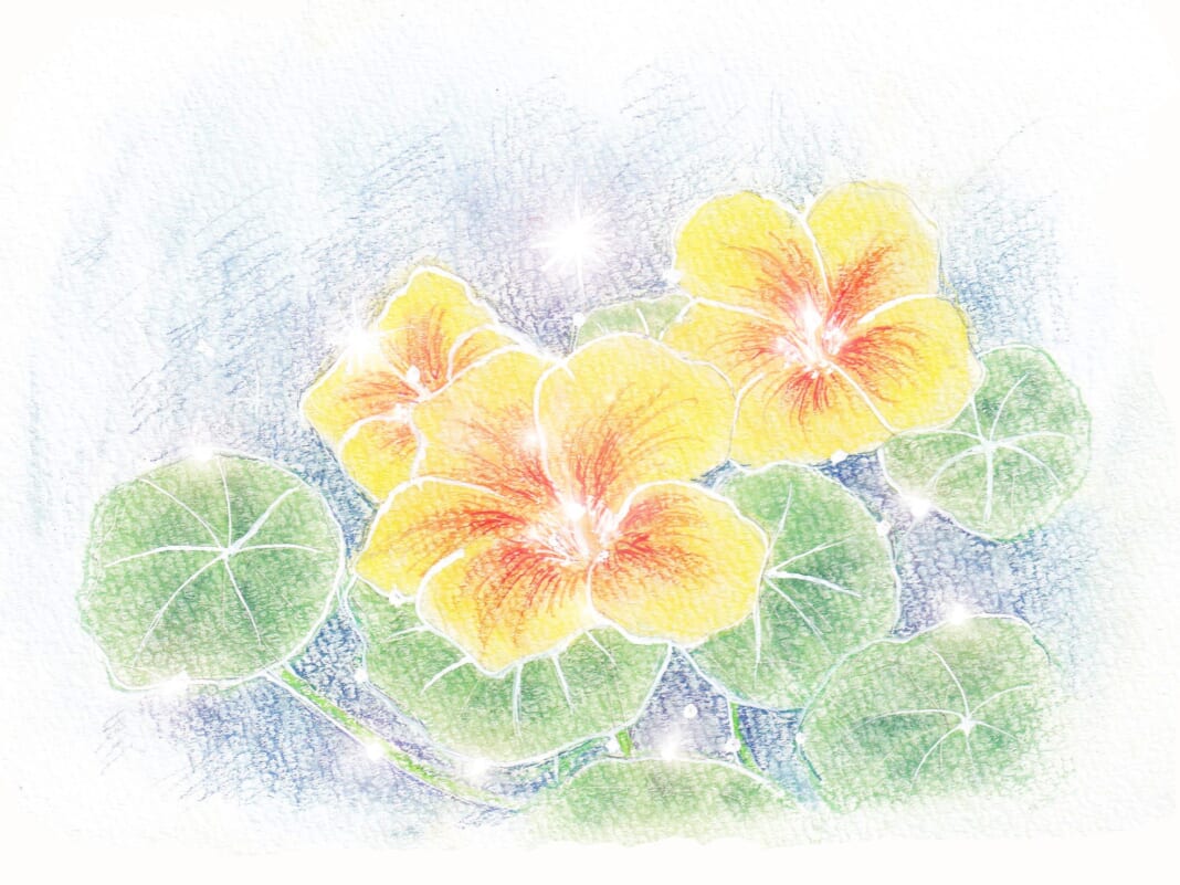 金蓮花のイラスト