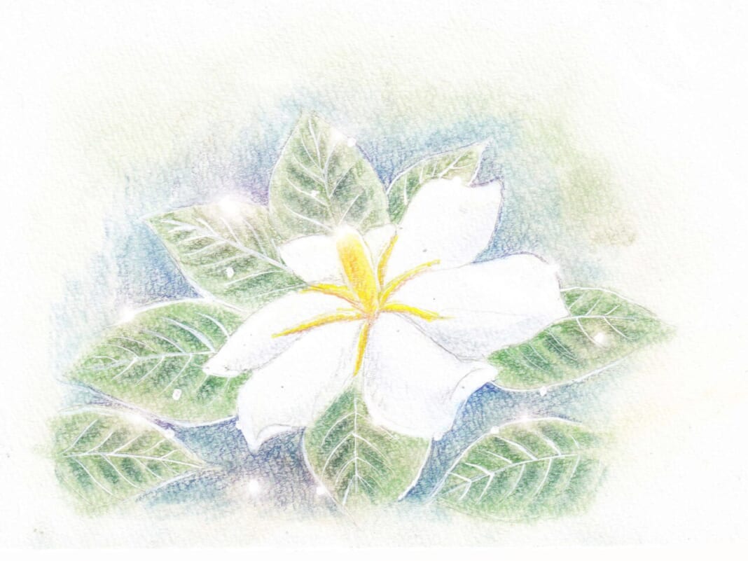 クチナシの花のイラスト