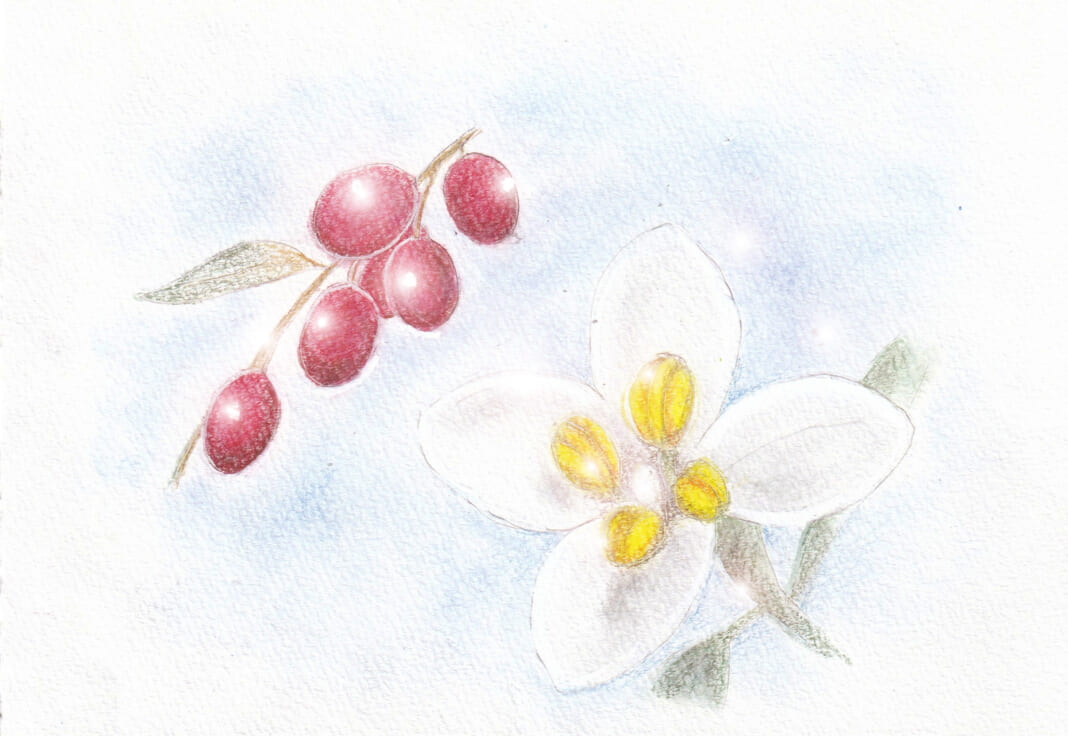 オリーブの実と花のイラスト
