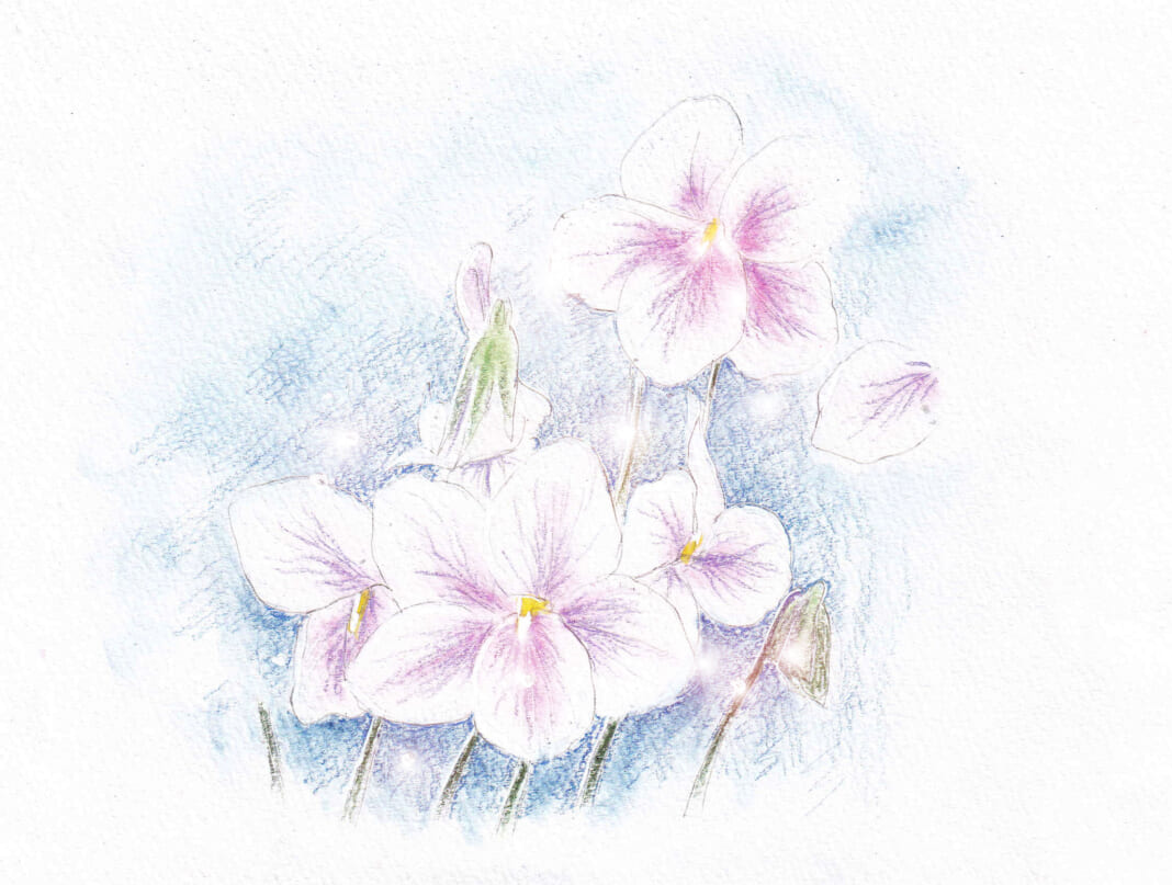 絵・ＭＵ「スミレ」花言葉：謙遜、誠実、小さな幸せなど