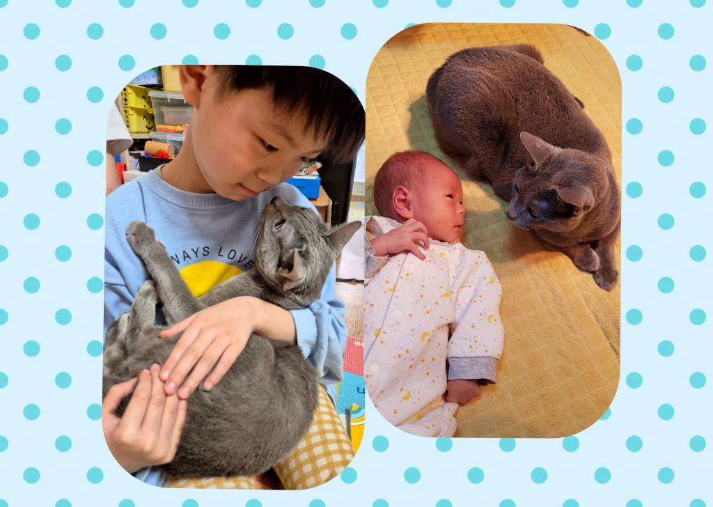 家族の一員として迎えた猫