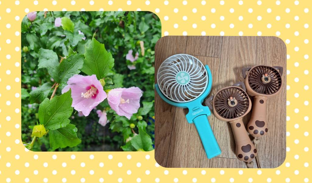 夏の風物詩になっているハンディーファン（右）とダイエットイシューとして注目を集めているムグンファの花