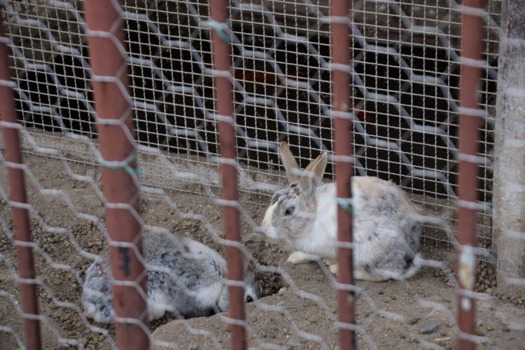 学校動物飼育の意義と課題（写真はイメージです）