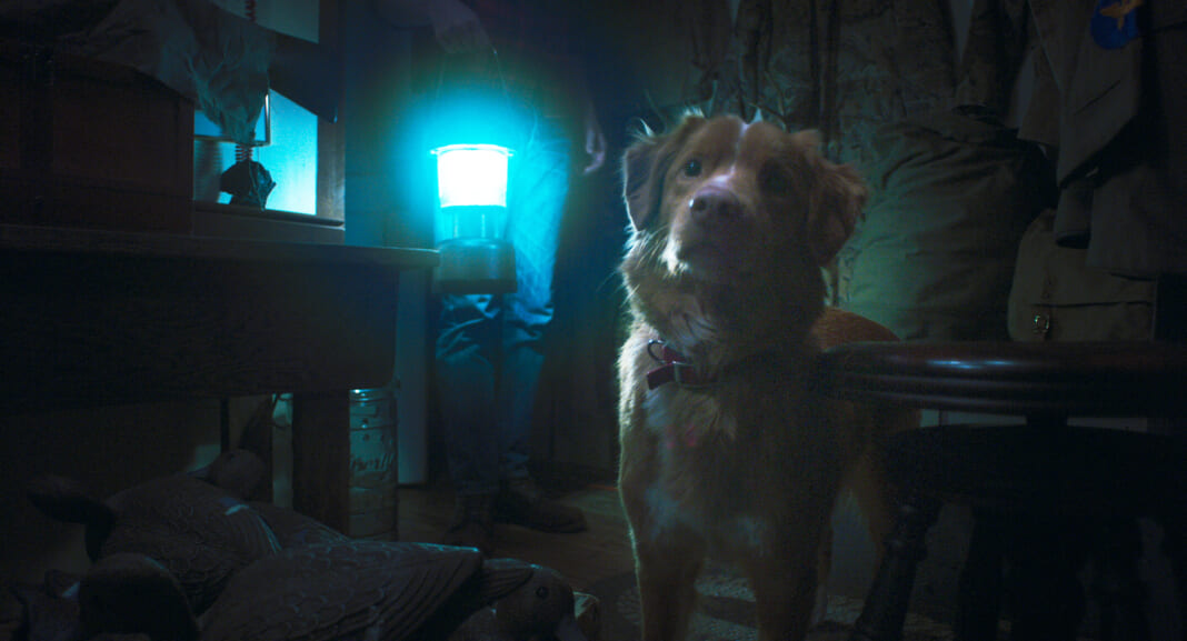 主演のレトリバー犬・インディ©2025 Whats Wrong With Your Dog, LLC. All Rights Reserved.