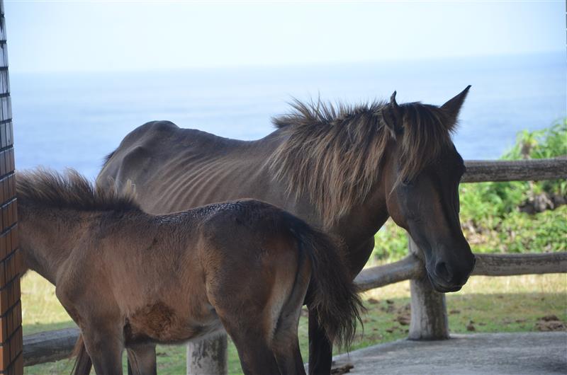 沖縄県与那国島に生息する日本在来馬の与那国馬（豊田剛撮影）