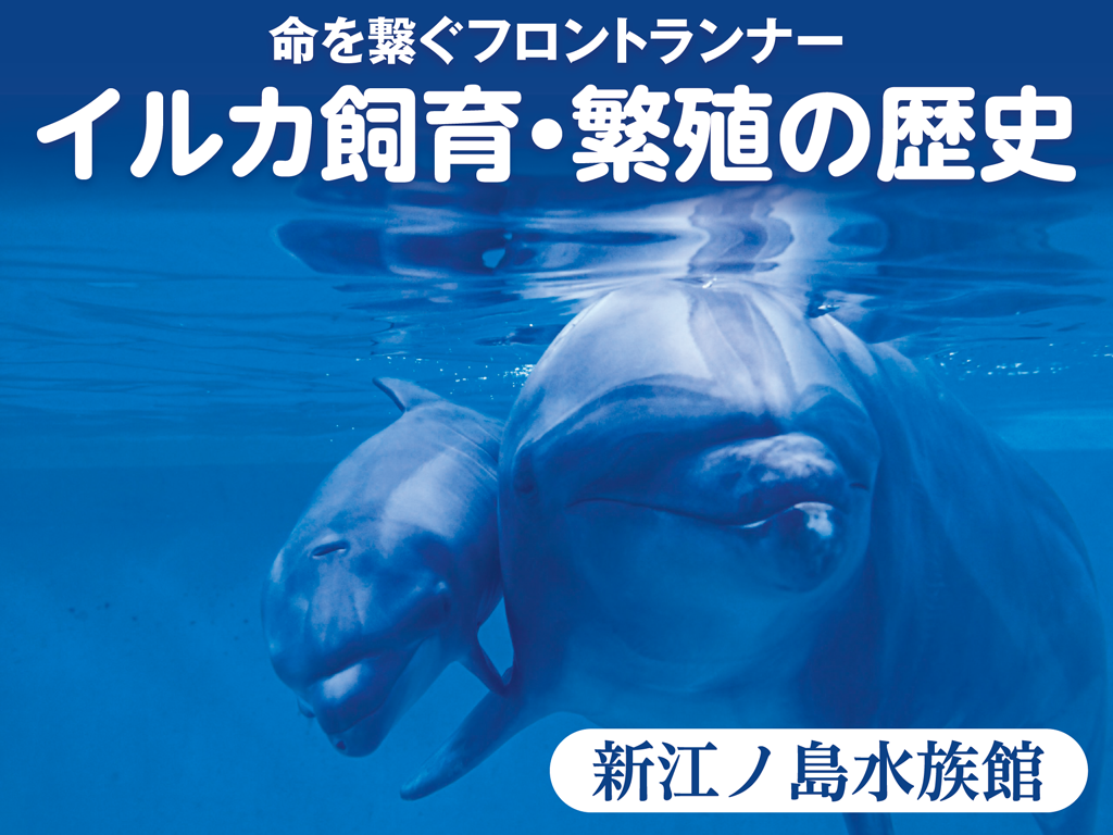 新江ノ島水族館で人工授精によって生まれたバンドウイルカの赤ちゃん（左）と母親の「シリアス」（同館提供）