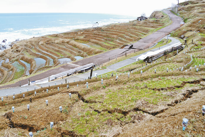 能登半島地震で大きな亀裂の入った白米千枚田＝１月22日、石川県輪島市