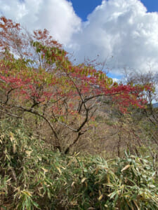 晩秋の箱根を彩る〝マユミ〟