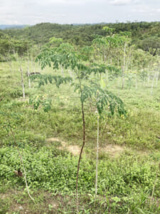 カリマンタン島で育つモリンガの木