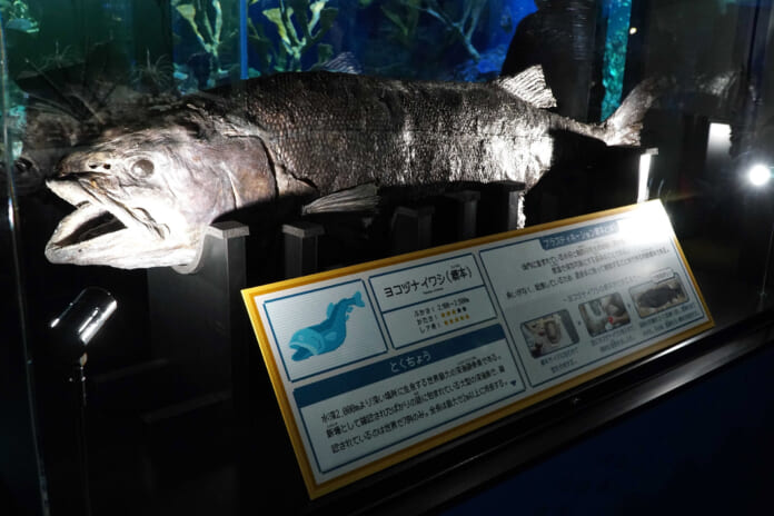 標本化されたヨコヅナイワシ＝12日午後、東京・東池袋のサンシャイン水族館