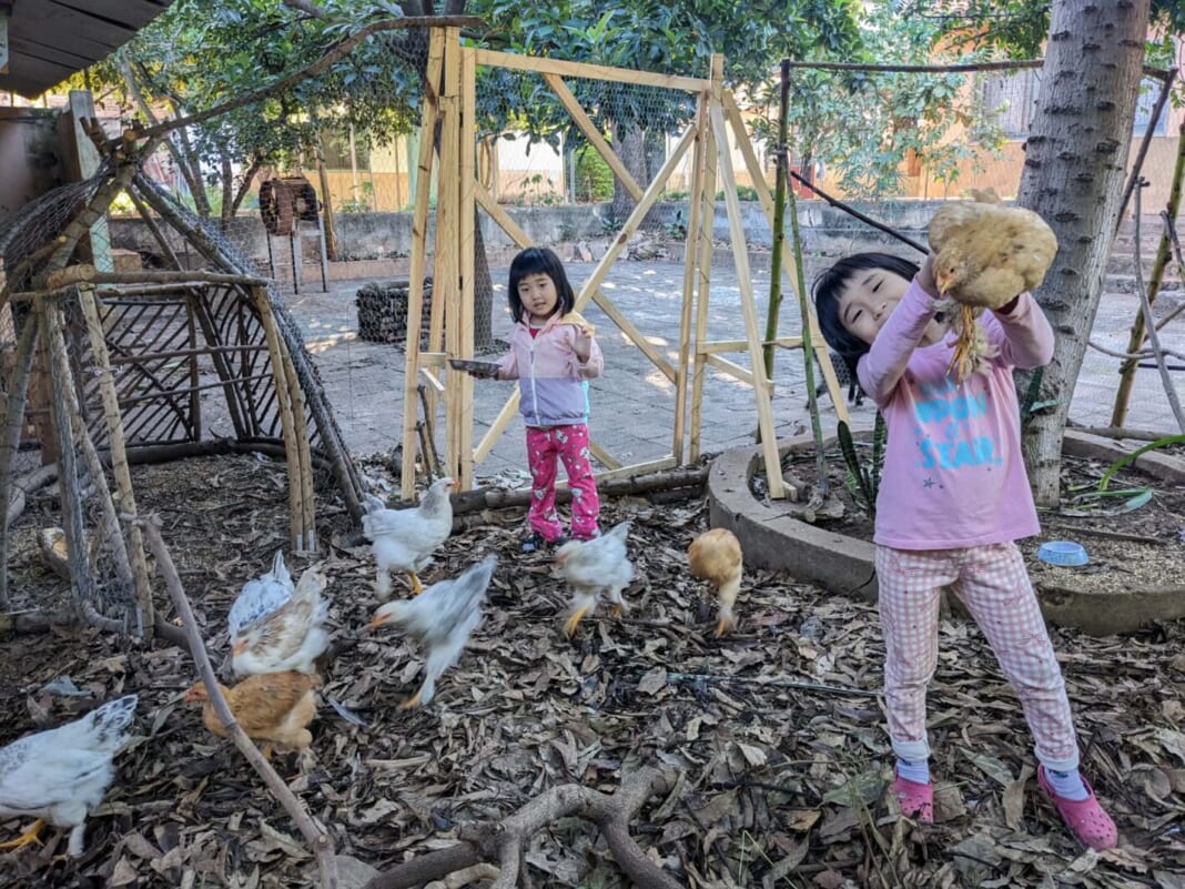 庭で鶏と戯れる子供たち