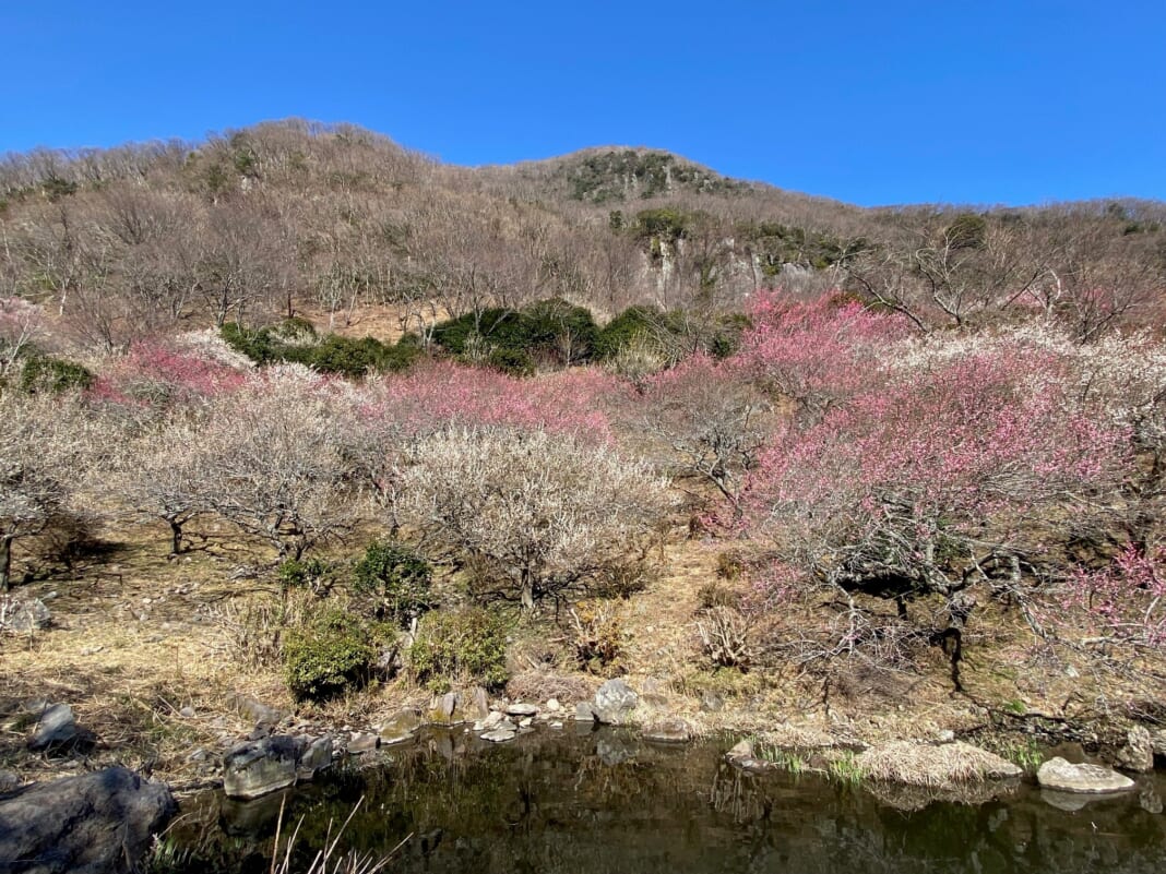 岩壁と梅林のコントラストが見事な幕山