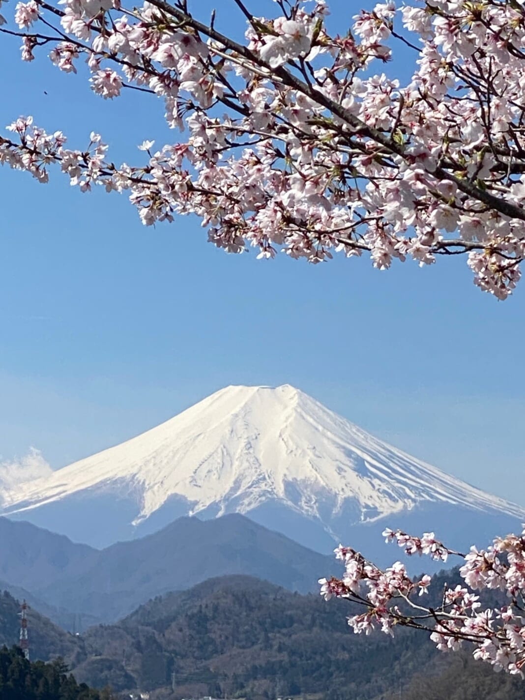 岩殿山頂まで富士と桜の絶景が続く