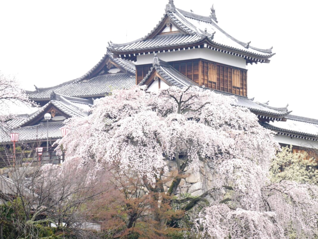桜が満開の時期の郡山城