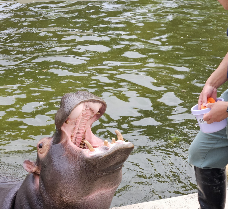 西山さんが園長を務めた東武動物公園のカバ（同園のインスタグラムより）